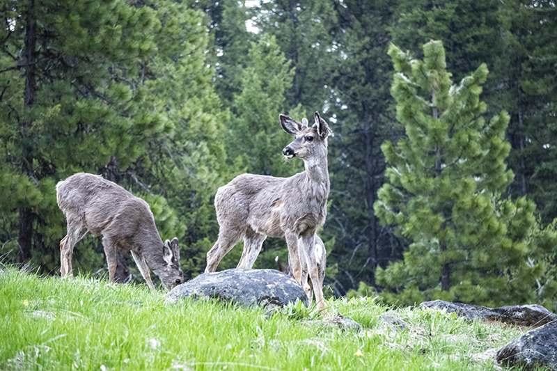 Ponderosa State Park Deer