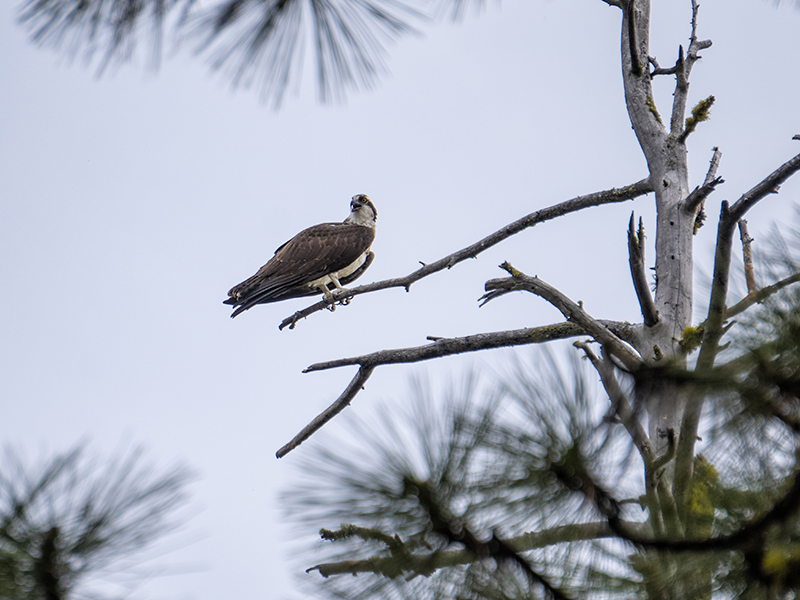 Ponderosa State Park Osprey