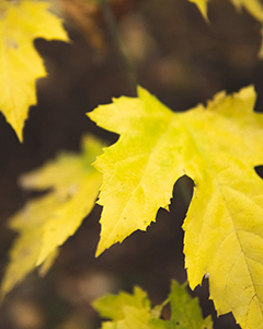 Autumn Green Belt Thumbnail